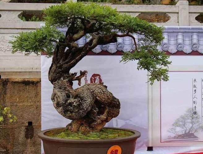 被称为“招财树”的它,回家养一盆,既能带来财运,又能帮助驱蚊