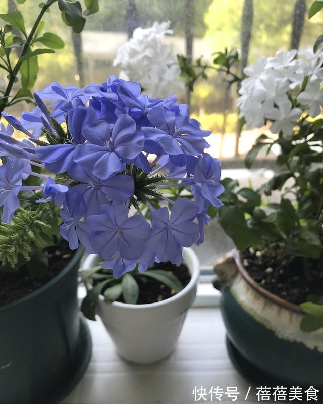 19种常见花“耐寒能力”一览表,天冷要不要“入室”,看看就知道