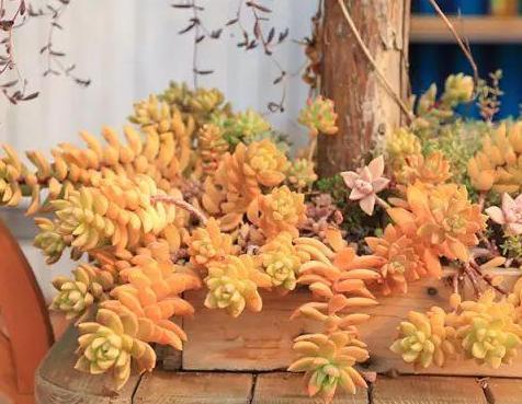 盆栽多肉植物,该如何养出好状态紧抓4方面,长个快、不黄叶