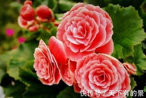 花朵|农历7月1号起,适合养这些花,花开还有清香,花色艳丽,花朵硕大