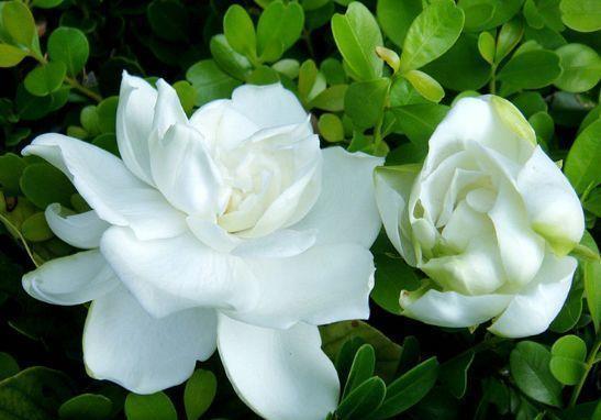 凤仙花|7月2日开始,养花试试这几款,观赏价值高,一养就上瘾