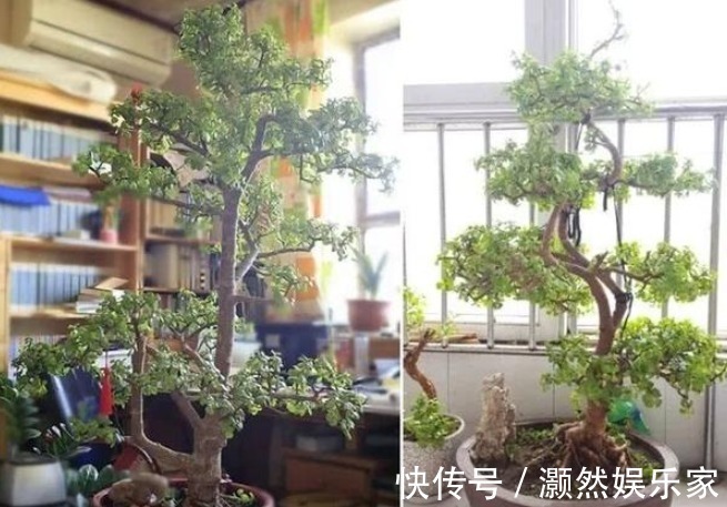 3种能“镇宅又聚财”的花,每个都是财神爷,财运福气挡不住!