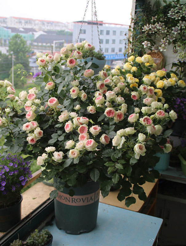 蔓性风铃花蔓性风铃花|这款花,好养易爆盆,花开娇丽轻盈,绚丽多姿,养在客厅美极了