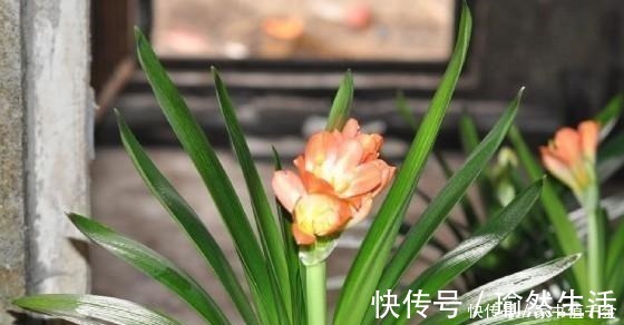 花卉|爷爷养君子兰,把“它”垫在盆底,冒出“6个花苞”,叶片油绿!