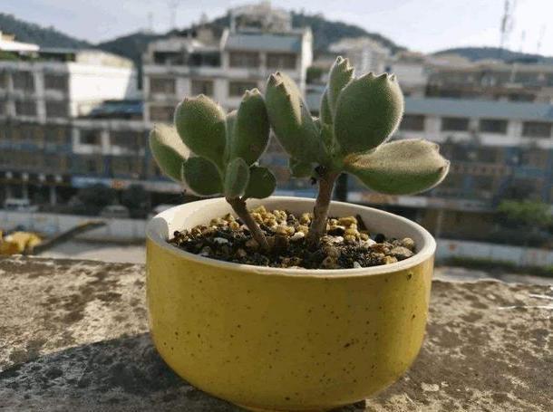 养殖多肉熊童子，盆栽谨记''3重点''，枝繁叶茂、爪子上色快