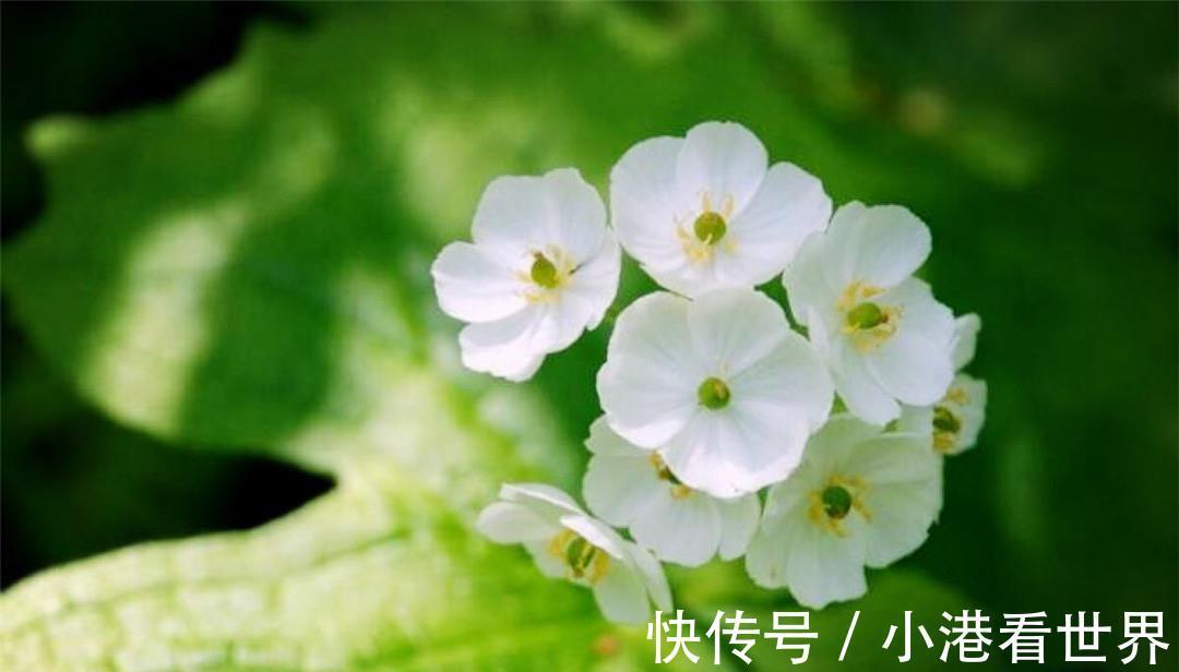 荷叶|世界上最纯洁的花,花瓣透明如水晶,每当下雨就会“变脸”