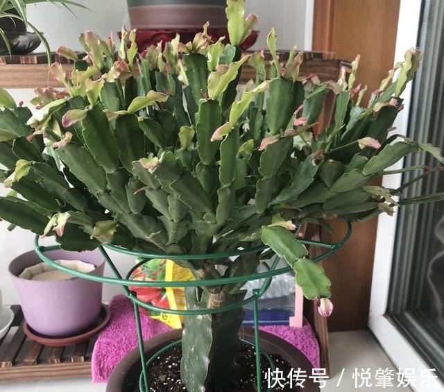 蟹爪兰|蟹爪兰叶子“软塌塌”教你做3步,嗖嗖冒新叶,入冬花朵爆盆