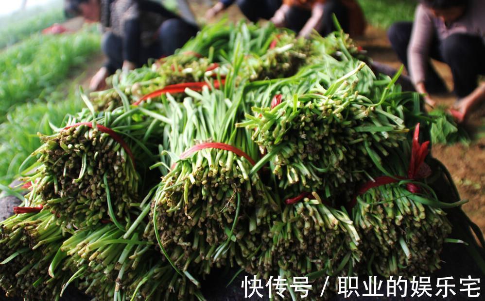 饮食|处暑过后,多食“3白”,少吃“3青”,及时调整饮食,顺利入秋天