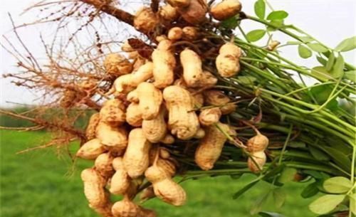 肾虚劳损|每天坚持吃3种食物,排毒养颜、延缓衰老,好吃又不贵!
