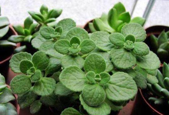  很快|现在赶紧扦插此几种花，很快就能爆盆，方法也超简单