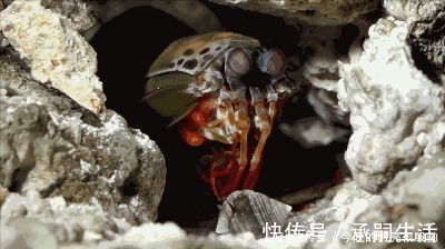 生物|出拳快过泰森李小龙,一拳锤爆蛤蜊玻璃,什么生物具有如此威力