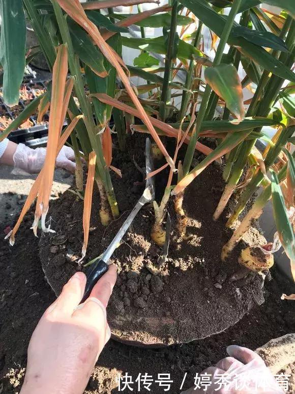 生姜切1刀丢盆里,7天发芽,半年变成“1桶姜”!