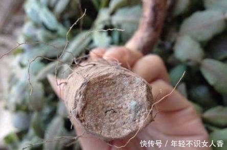 婆婆|婆婆在家盆栽山药,成熟后却长成这样,全家简直乐坏了!