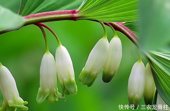 美容|玉竹美容润肤,养阴润燥,掌握四点,一样种出绿色优质的玉竹来!