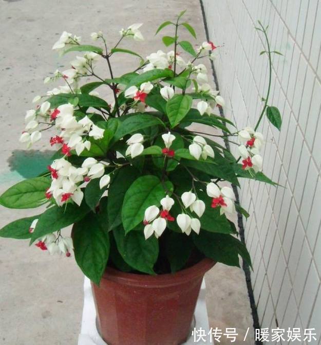 盆栽|比绿萝还好养的家居盆栽，好养易爆盆，最后一种好多人都不认识