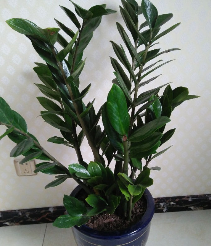 一种懒人植物,最怕浇水,一浇水黄叶又烂根!