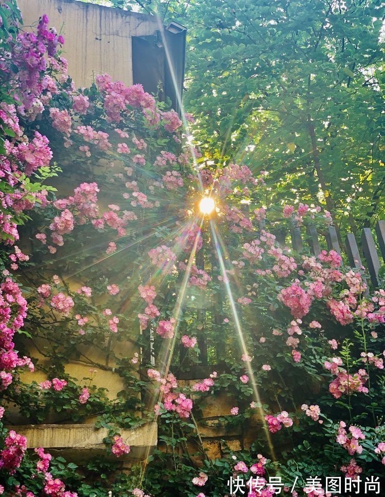 庭院改造:50㎡的下沉式庭院造花园,有地我也建一个,太好看了!