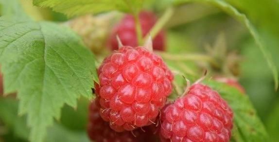 延缓衰老|女人爱美，常吃以下食物，营养丰富，延缓衰老，好吃又不贵