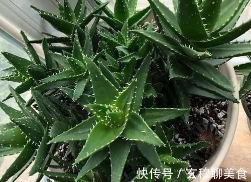 芦荟喜光畏寒怕涝，如何盆栽成老桩？养护专家告诉你