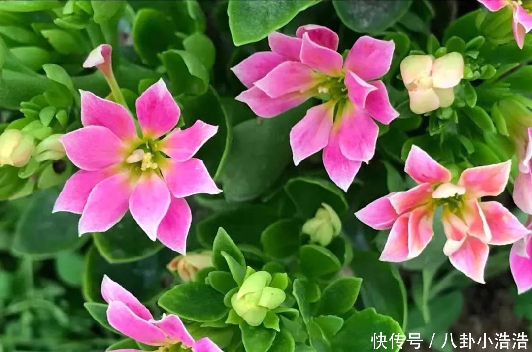 花期|45种长寿花,个个都是高颜值,家里养几盆,美得移不开眼