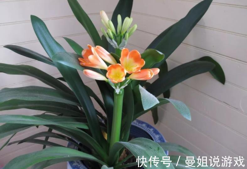 贵州大妈养君子兰,经常做这5件事,年年花开爆盆,吉祥好兆头