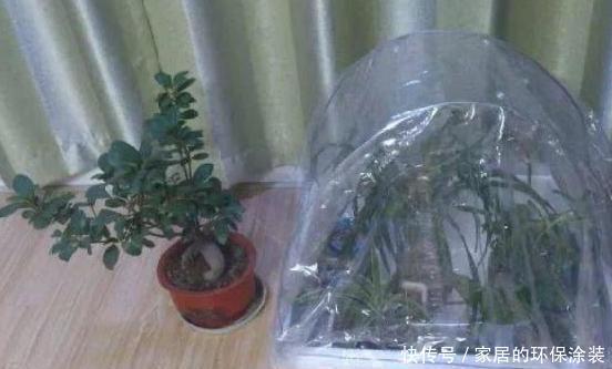 塑料袋|塑料袋养花:6个小方法,看完就有人后悔以前全扔了