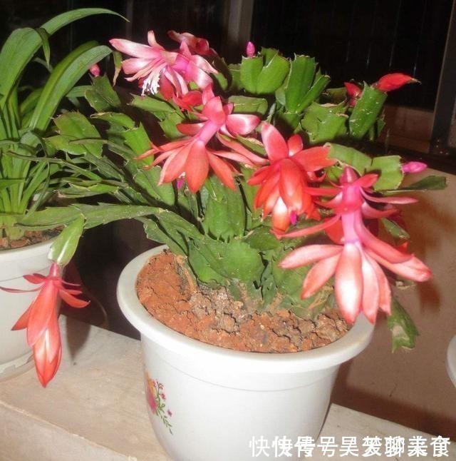 蟹爪兰浇这几种水,长得茂盛还不用换土