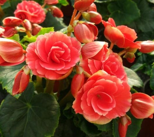 养花就养富丽多彩的，叶片翠绿晶莹剔透，花开似小玫瑰，美翻了