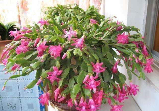 大雪|农历十一月大雪过后,养什么花?家里养3种花,吉星高照幸福安康