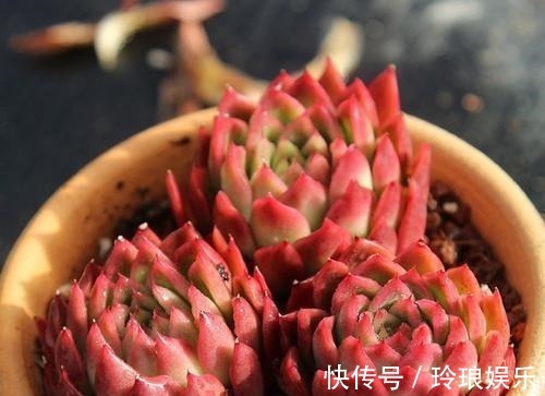 露娜莲|5种红色系多肉,灵气逼人楚楚可爱,人人见了都想养!