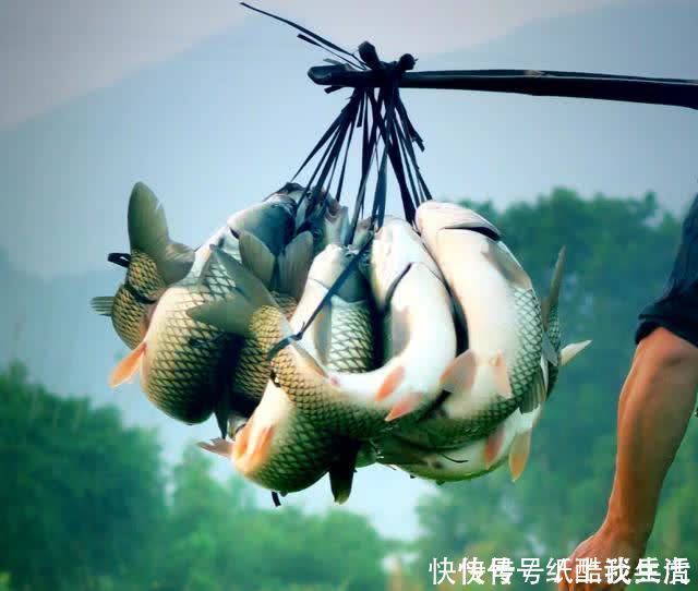 闽北|高手在民间,闽北神奇弓鱼术,能让鱼离水几天不死,是真的吗?