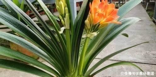 僵苗|君子兰不见长,是僵苗还是养护不当教你“4招”,快速恢复活力!
