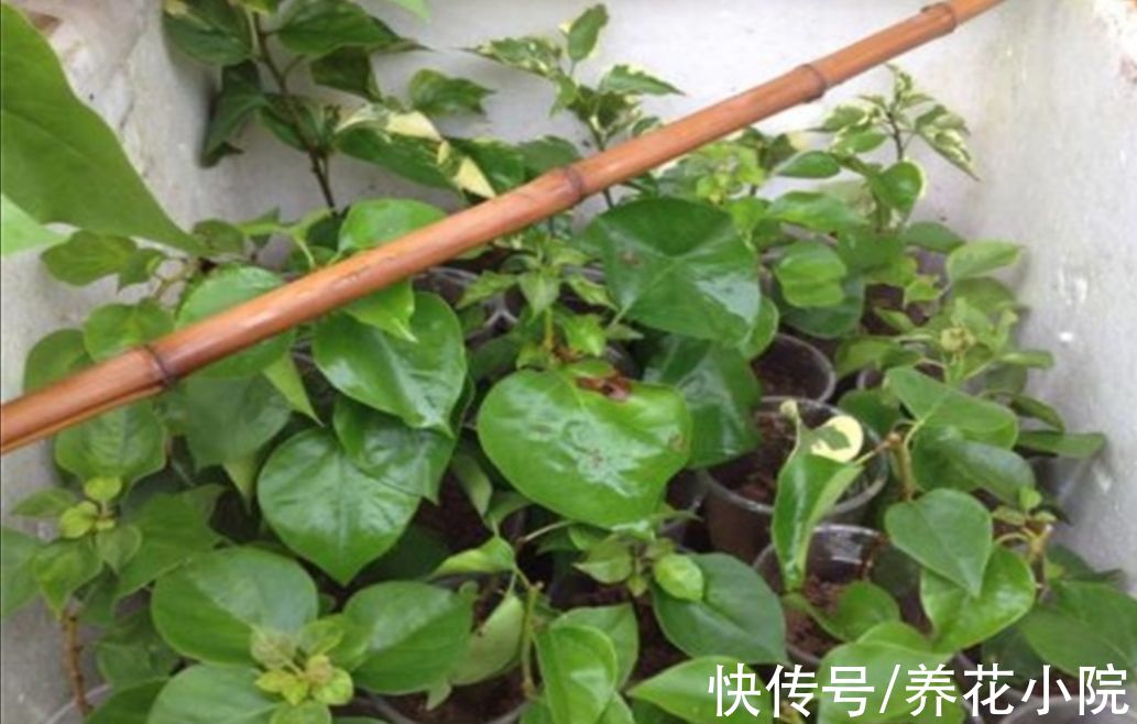 10月以后，6种花还能照常扦插，而且不容易腐烂