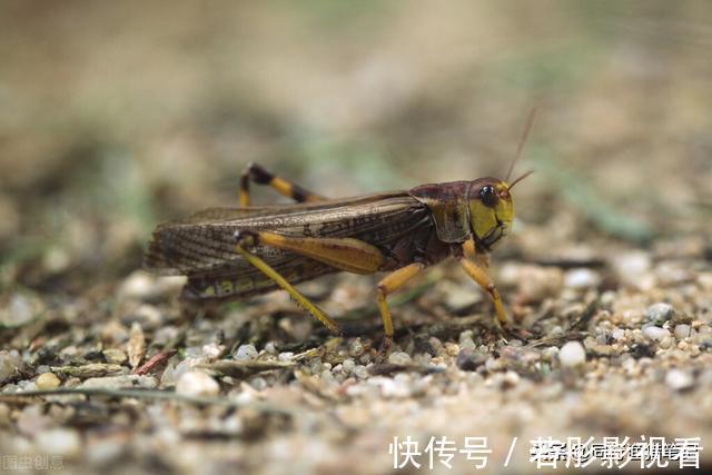 鱼儿|钓草鱼最快的方法，三个民间高手绝技，真是一山更比一山高