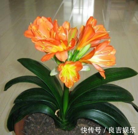 想要君子兰快速开花?教你3招,学会了叶片油亮,绽放层叠群花