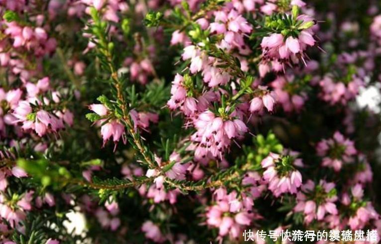 欧石南|5种花，爱花之人都抢着养，开花漂亮又好养，人见人爱