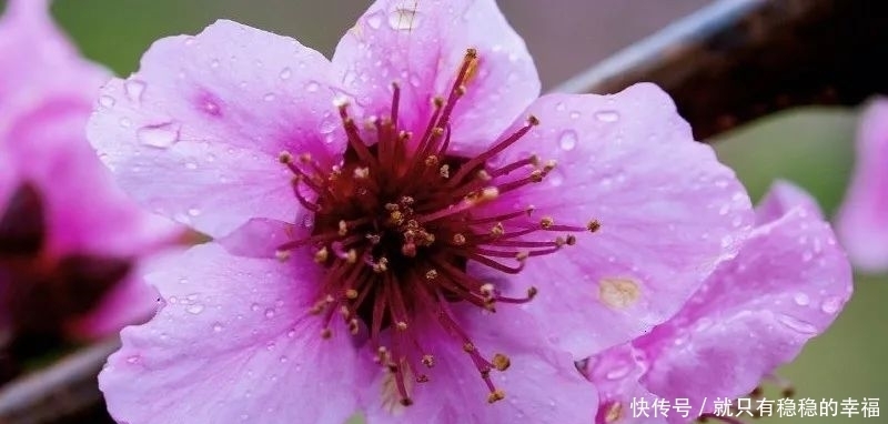 中国宣汉：春风十里，三月花海艳巴山