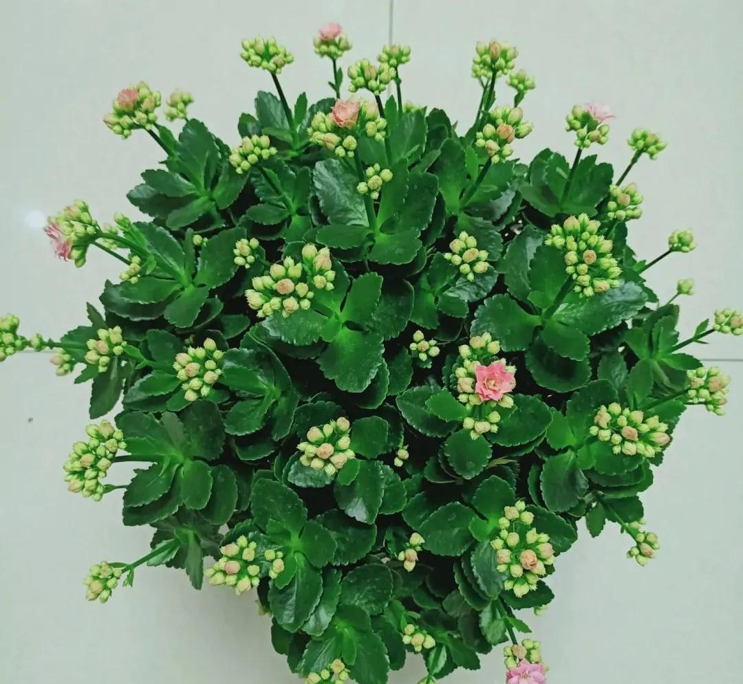 为何花店卖的长寿花叶片那么大?长寿花的叶片是大好还是小好?