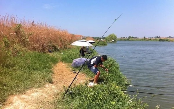 掌握这3大钓鲫的“秘诀”，连竿上鱼那都不是事！秋季用刚刚好。
