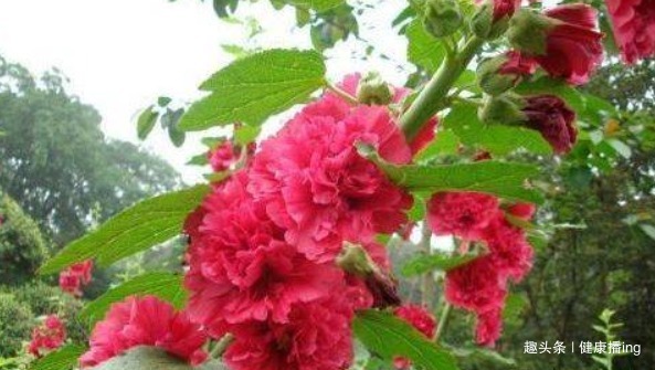 长寿|人到中年想长寿,推荐常吃4种野菜,滋阴润肺,降压降脂,好处多