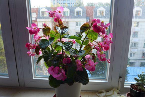 在寒冬养花，2种“水”不要浇，容易烂根和黄叶，影响美观！