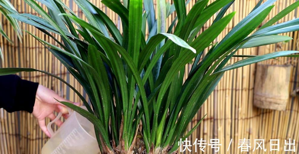 秋天养兰花，教你几个小技巧，快速服盆生根快，长出许多新芽