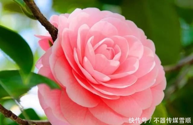 中国的十大名花，你知道几个？