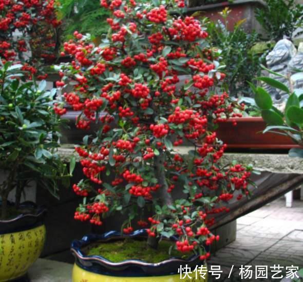 果实|家里种棵“吉祥果”,好看能吃价值多,还能养成精美盆景