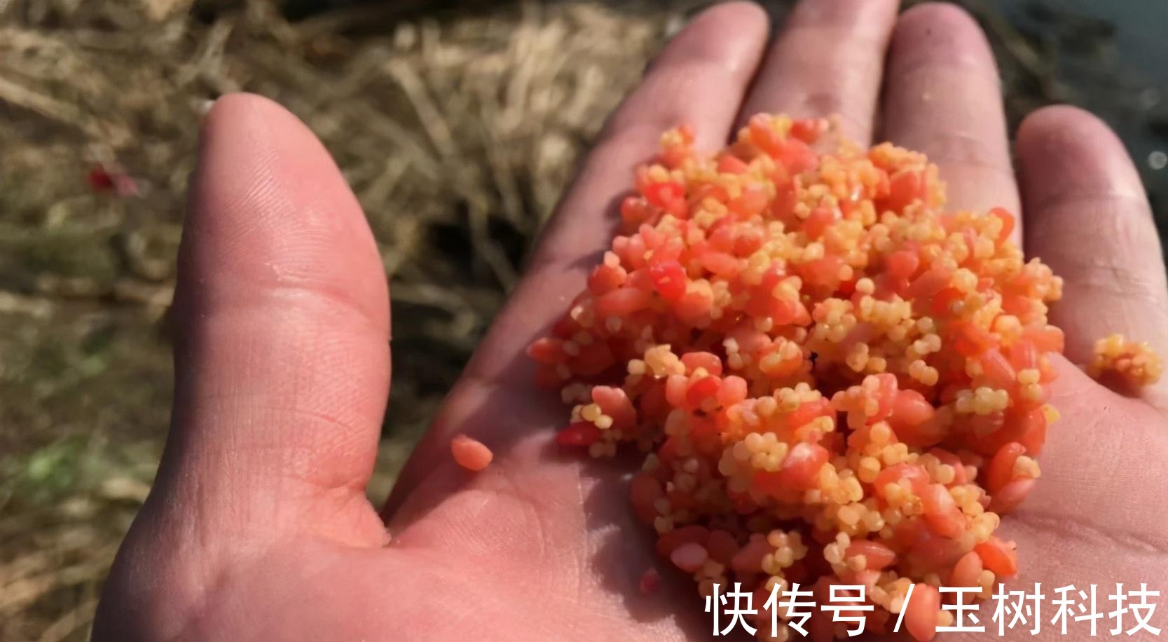 你不知道的用酒米打窝诱鱼技巧!小鱼不闹窝,大鱼全上钩