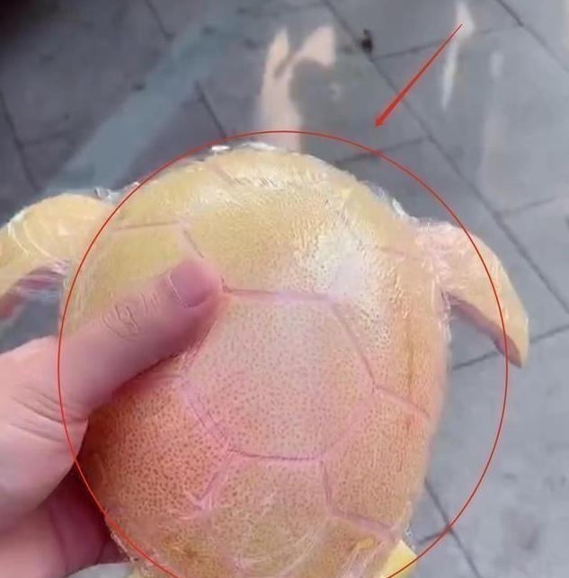 家庭作业|幼儿园要求带水果,宝妈塞给女儿一个最贵的榴莲,第二天孩子哭了