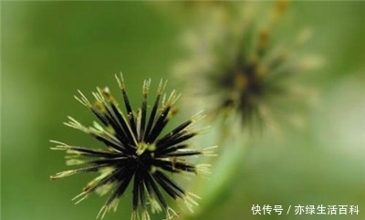 常见野草,却不知道能清热解毒