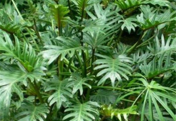 养花试试这几款，花和叶美丽，室内养花最好是光线明亮