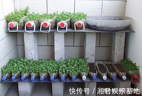 蔬菜|空油桶别扔了，剪一刀在阳台种菜，不用再买菜，一家人1年吃不完
