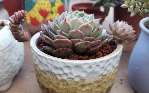 高颜值多肉的日常养护之浇水篇